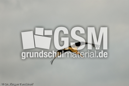 Marabu (9 von 33).jpg